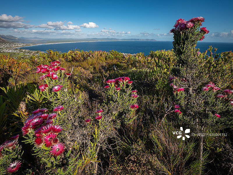 粉色蜡菊，背景是沃克湾，Fernkloof，赫曼努斯，鲸鱼海岸，Overberg，西开普省，南非图片素材