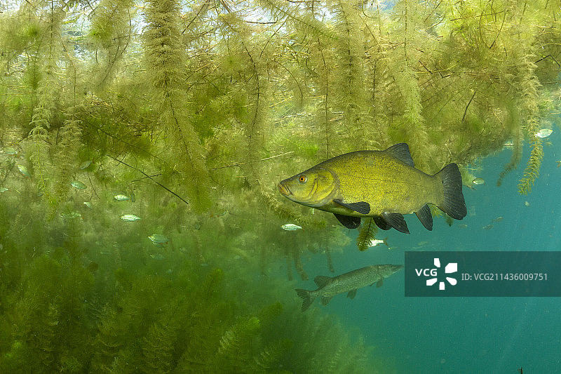 瑞士丁鱥与聚草图片素材