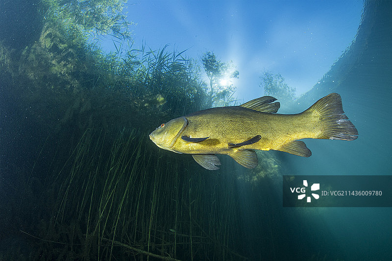 瑞士西南部丁鱥图片素材