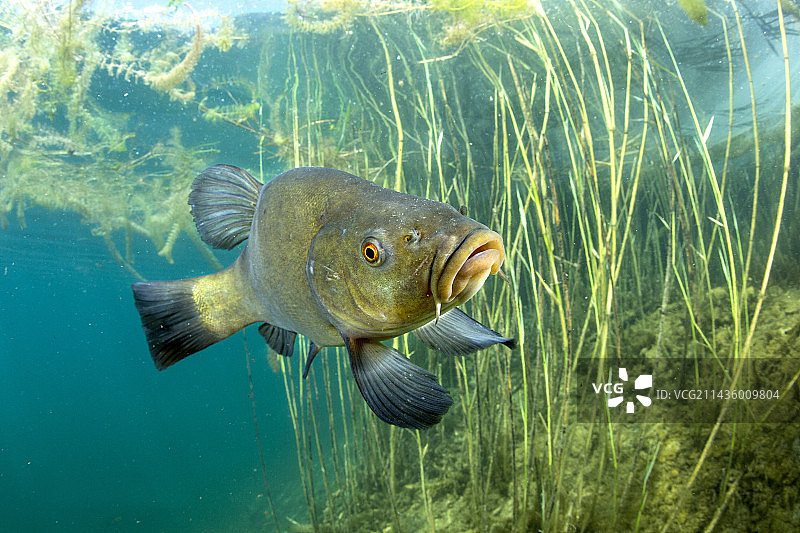 丁鱥在瑞士瓦莱州锡永的芦苇丛中图片素材
