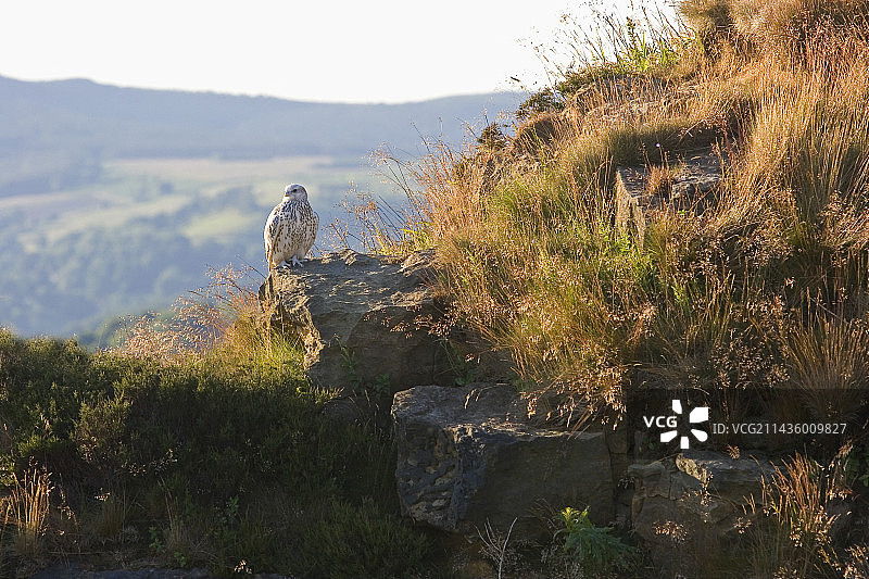 矛隼（Falco rusticolus）栖息在挪威草丛中的悬崖面上图片素材