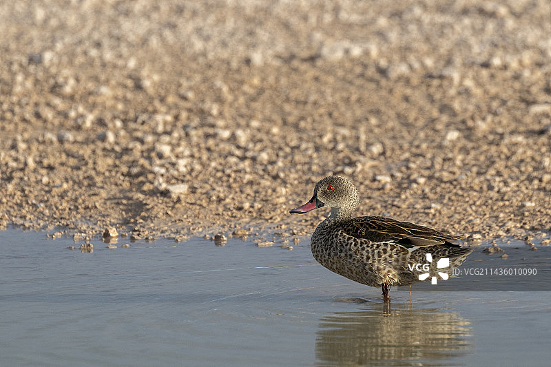 红嘴鸭，埃托沙国家公园，纳米比亚，非洲图片素材