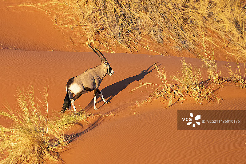 纳米比亚沙漠中的南非剑羚航拍图片素材