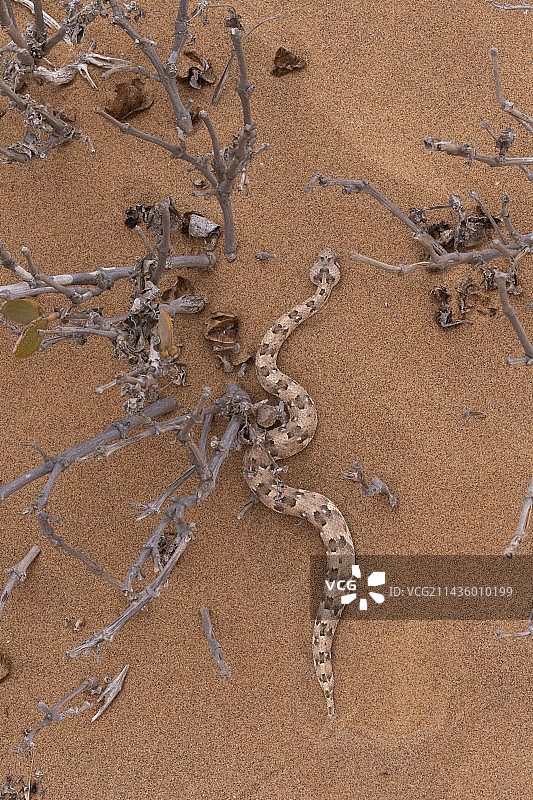 非洲纳米比亚多洛布国家公园沙地上的尾角蝰图片素材