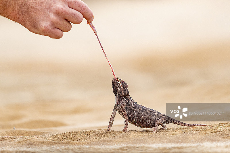 纳米比亚多罗布国家公园纳米夸变色龙捕食图片素材