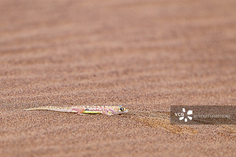 疣趾虎，多洛布国家公园，斯瓦科普蒙德，纳米比亚，非洲图片素材