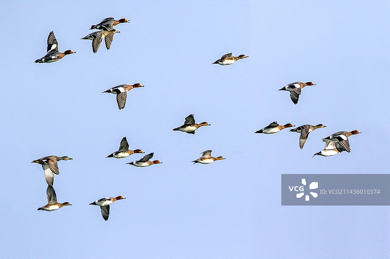 飞过法国洛林马迪内湖的赤颈鸭群图片素材