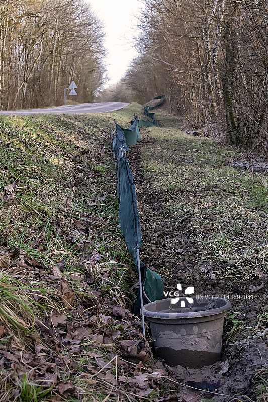 在冬季末，城市交通道路穿过的森林环境中，用于两栖动物迁徙恢复的防护屏障，法国洛林图勒附近的Boucq森林图片素材