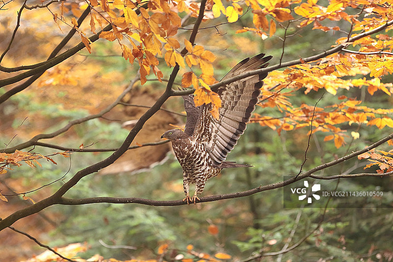 蜜蜂鹰在树枝上张开翅膀（德国巴伐利亚）图片素材