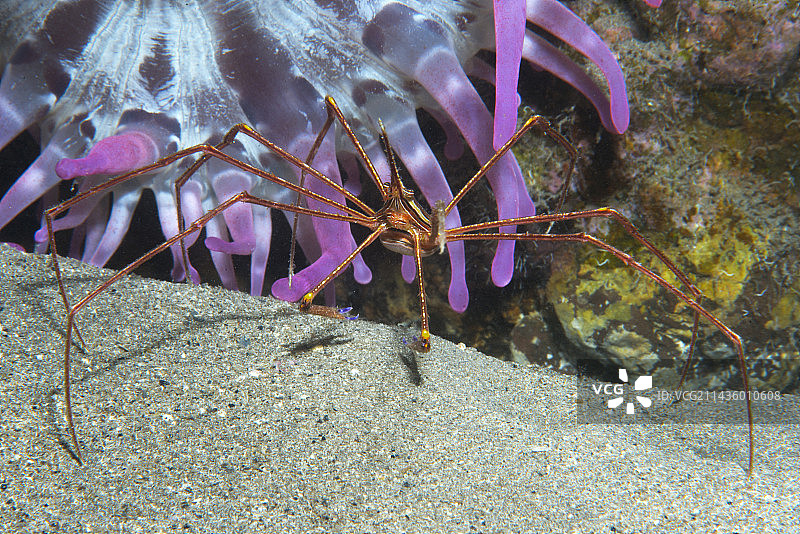加那利群岛特内里费岛海葵附近的箭蟹(Stenorhynchus lanceolatus)。海洋无脊椎动物图片素材