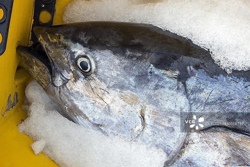 手工捕捞蓝鳍金枪鱼（当地称“大眼金枪鱼”）——阿娜·卡门·多斯号渔船，克里斯蒂亚诺斯，特内里费岛，加那利群岛，大西洋，马卡罗尼西亚图片素材