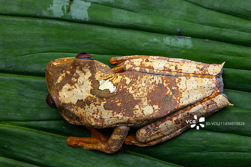 树蛙（半线纹多雨蛙）在树叶上，法属圭亚那铁山图片素材