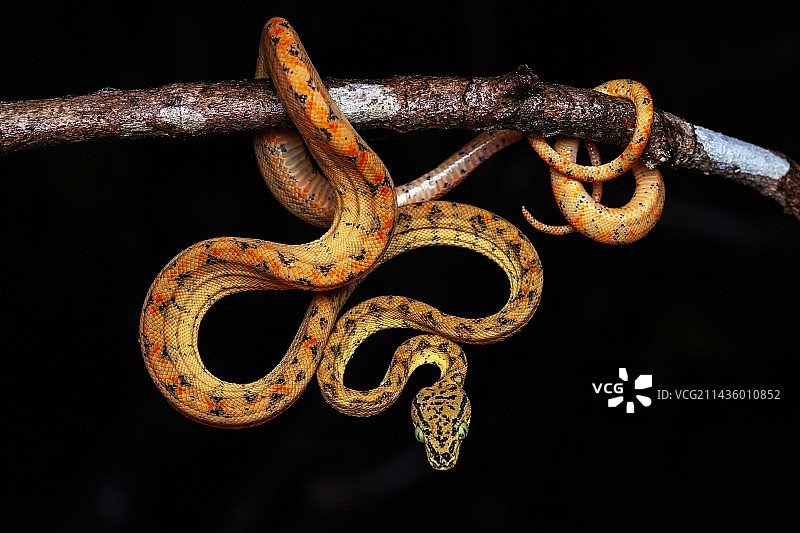 法属圭亚那小索特树枝上的亚马逊树蚺幼蛇图片素材