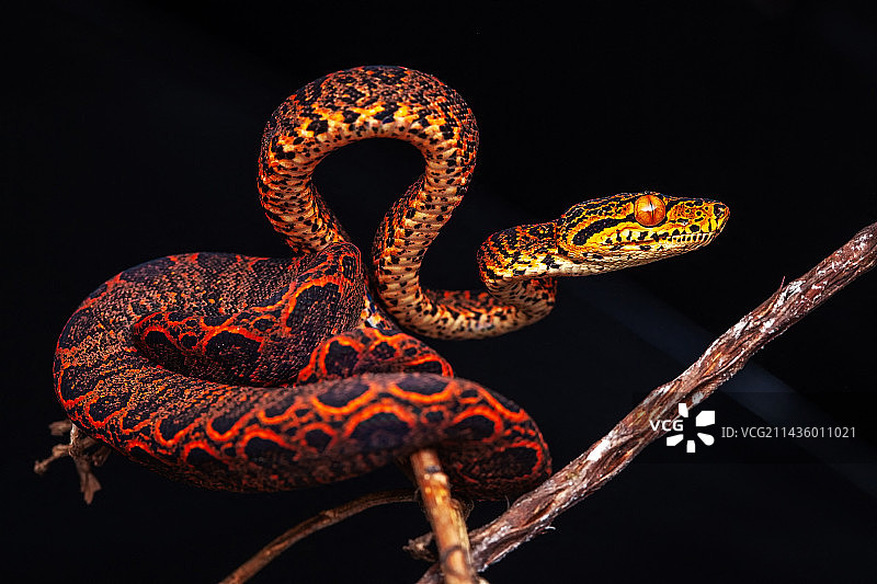 亚马逊树蚺幼蛇（科鲁，法属圭亚那）图片素材