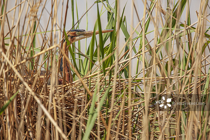 在法国卡马格湿地巢中的紫鹭（学名：Ardea purpurea）图片素材