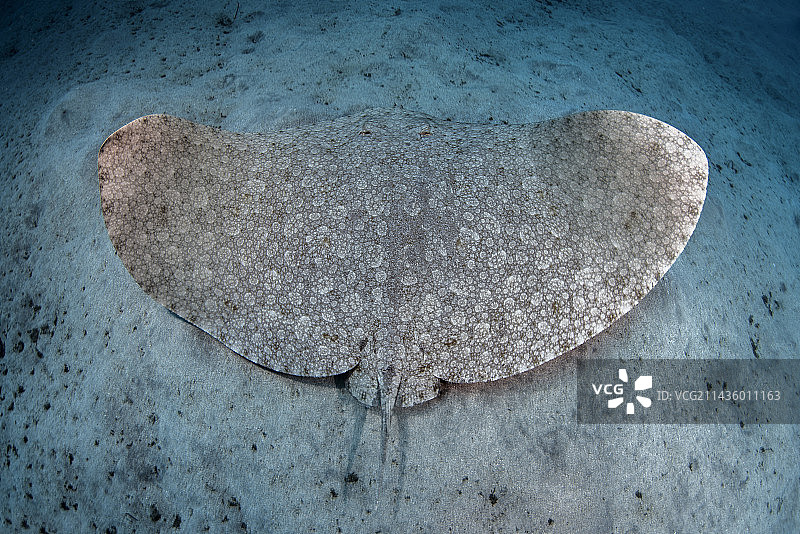 多刺蝶魟，特内里费岛，加那利群岛图片素材