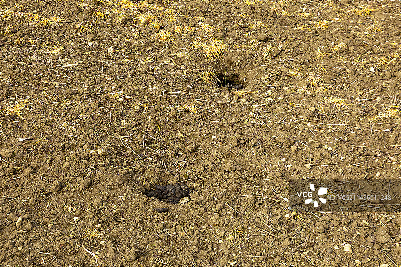 英格兰的欧洲獾图片素材