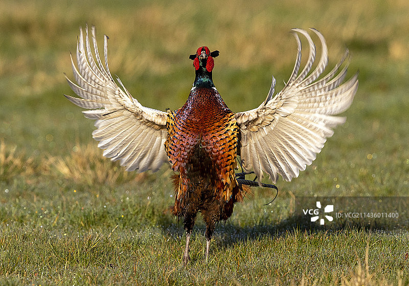 日出时分展示的雉鸡图片素材