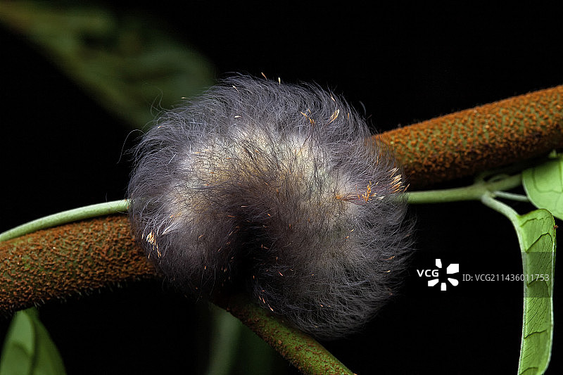法属圭亚那费尔山上的法兰绒蛾毛毛虫图片素材