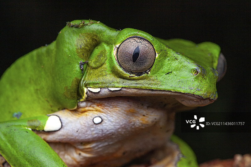 猴子蛙肖像，法属圭亚那铁山图片素材