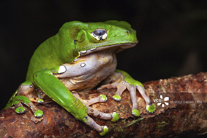 法属圭亚那费尔山的猴蛙图片素材