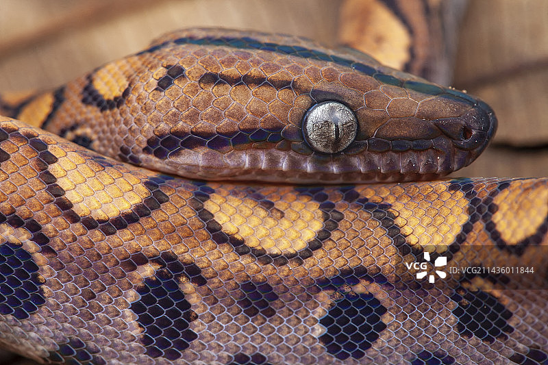 圭亚那彩虹蚺图片素材