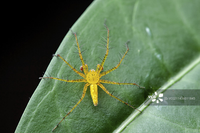 叶子上的黄色山猫蜘蛛，苏里南，法属圭亚那图片素材