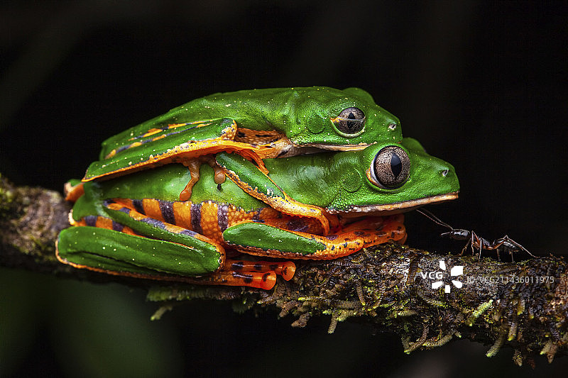 虎纹叶蛙（Phyllomedusa tomopterna）抱对，卡瓦，法属圭亚那图片素材