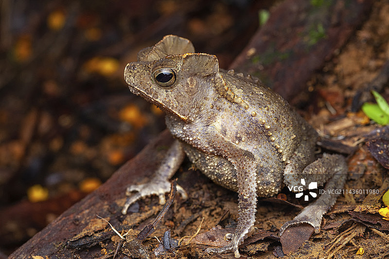 南美洲普通蟾蜍，法属圭亚那图片素材