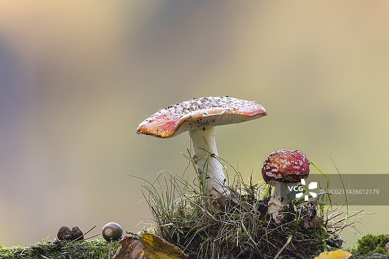法国阿尔萨斯的毒蝇伞图片素材