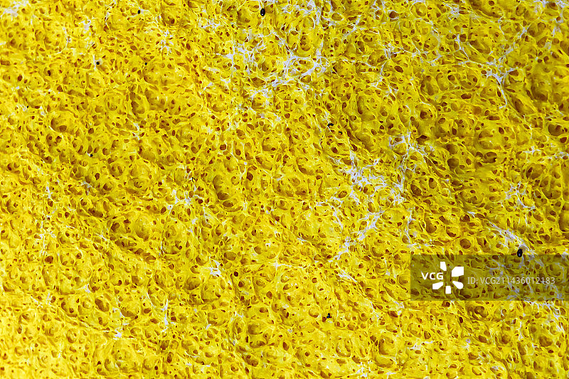 木头上犬吐真菌（Fuligo septica），法国阿尔萨斯图片素材