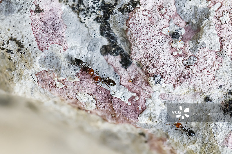 蚂蚁和玫瑰地衣，洛泽尔，法国图片素材