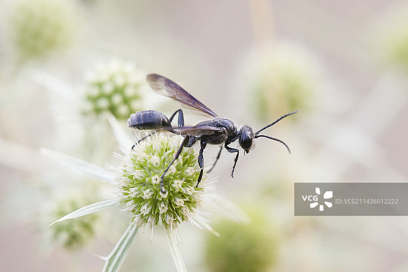 搬运草的胡蜂在法国洛泽尔的 Eryngo 上觅食图片素材