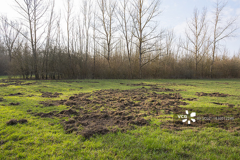 野猪在草地上造成的游戏破坏，春季，德国，欧洲图片素材