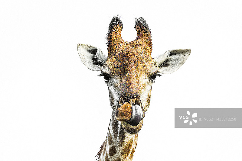 在南非克鲁格国家公园白色背景中拍摄的长颈鹿（Giraffa camelopardalis）正面照图片素材