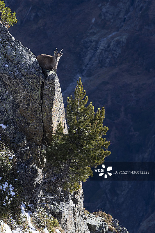 岩石上的雌性北山羊，瓦莱州阿尔卑斯山，瑞士图片素材