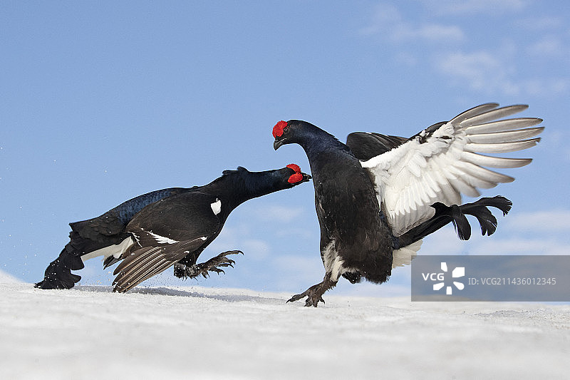 黑琴鸡雄性在雪地展示图片素材