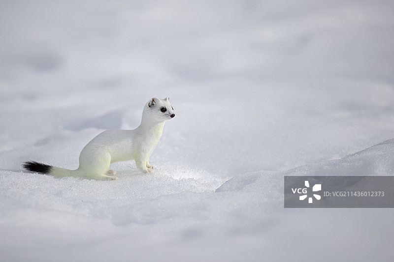 雪地里身穿冬装的貂（Mustela erminea），瑞士沃州图片素材