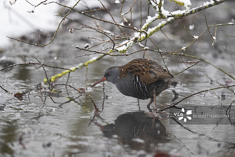 普通秧鸡在瑞士纳沙泰尔湖水中行走图片素材