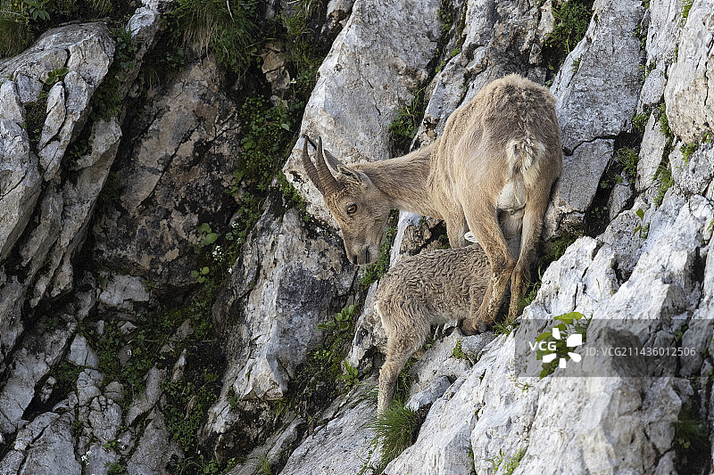 阿尔卑斯野山羊母羊和幼崽，瑞士瓦莱州图片素材