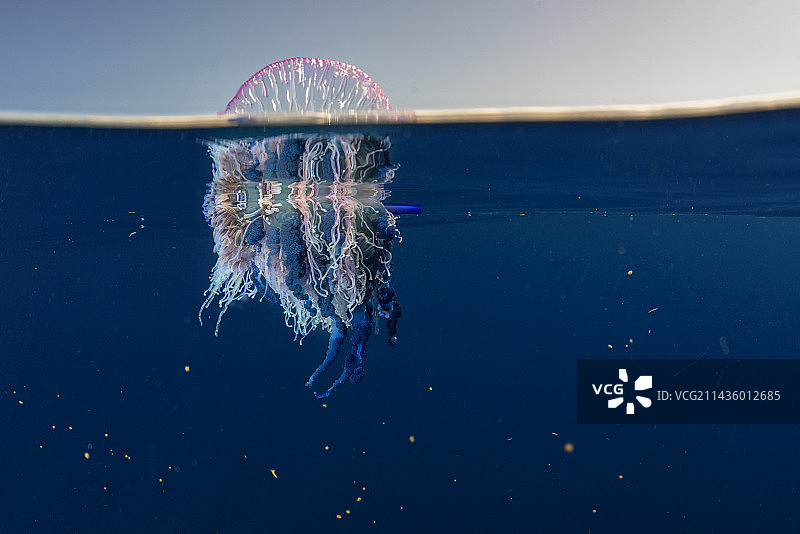 僧帽水母。 特内里费岛，加那利群岛。图片素材