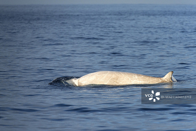 柯氏喙鲸（Ziphius cavirostris），特内里费岛。加那利群岛的鲸类动物。图片素材
