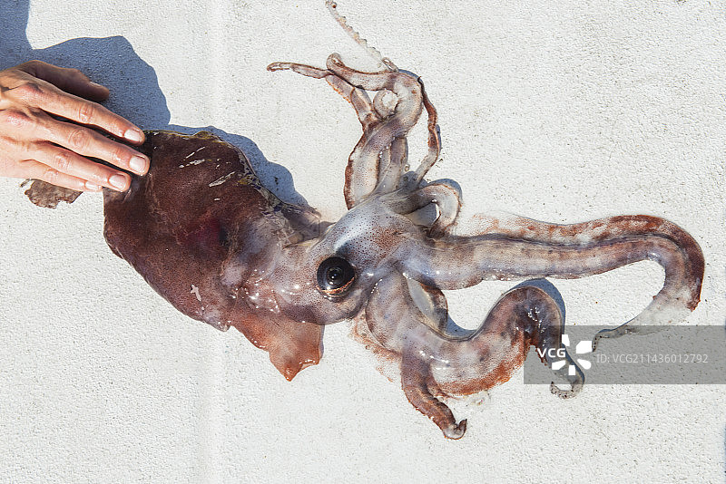 深海鱿鱼（维氏手枪鱿鱼）死亡标本，加那利群岛特内里费岛南部，是领航鲸（短肢领航鲸）的常见食物图片素材
