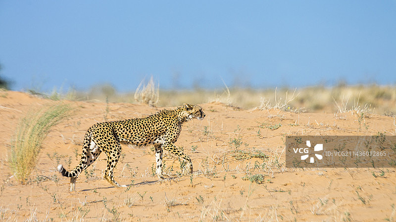 猎豹在卡拉哈迪跨国公园沙丘中行走，南非图片素材
