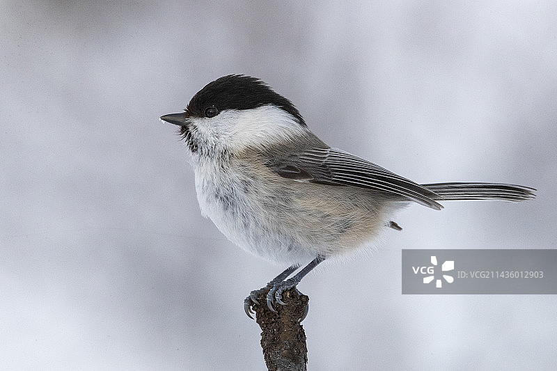 挪威雪中的柳山雀图片素材