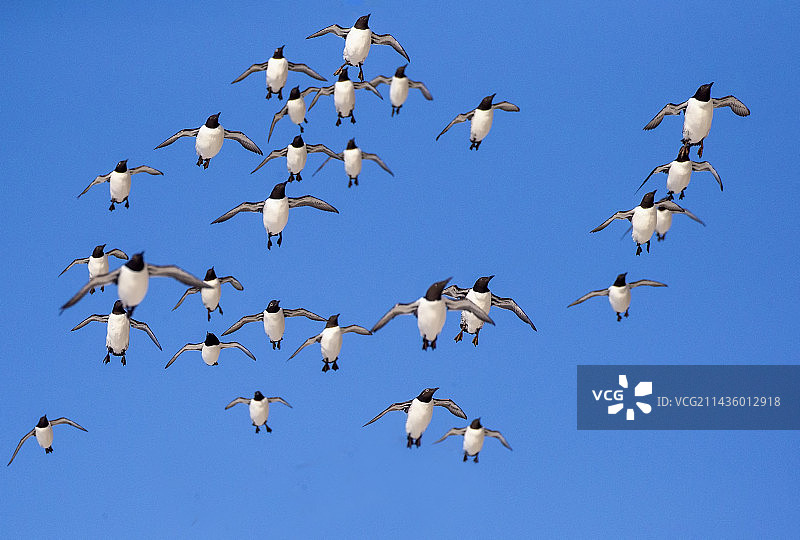 飞行中的普通海鸦，位于挪威瓦朗厄尔峡湾霍恩岛上的受保护海鸟栖息地图片素材