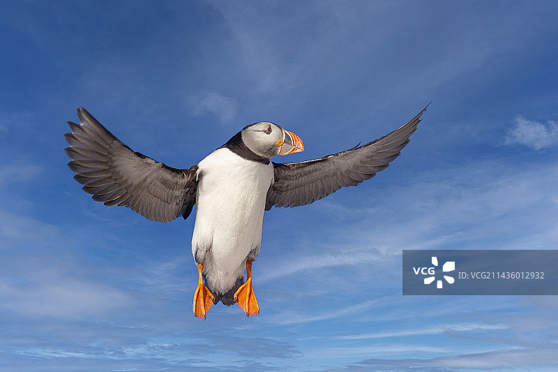 角岛的大西洋海鹦，挪威瓦朗厄尔峡湾斯堪的纳维亚半岛图片素材