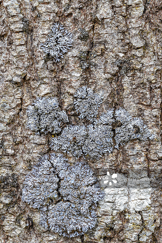 树皮上的叶状地衣图片素材