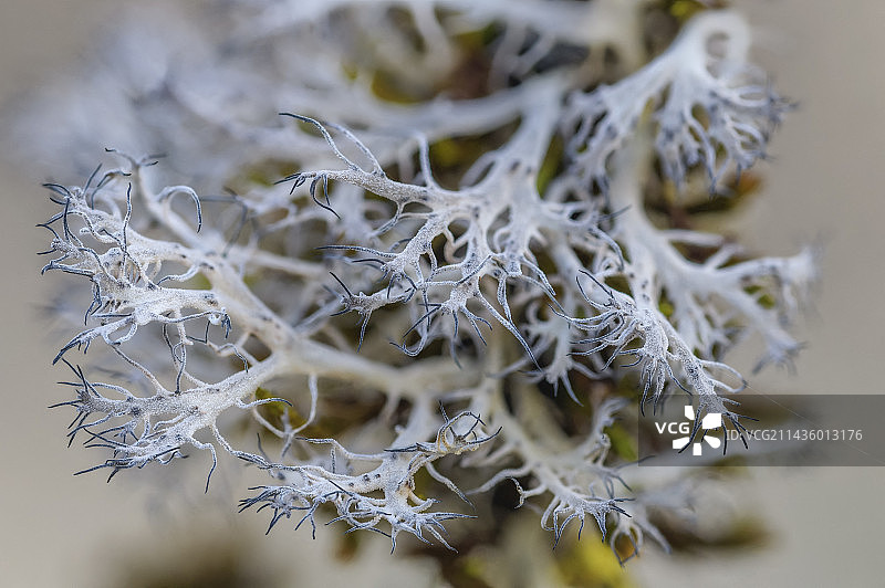 开放森林中的美丽缘毛梅衣（Anaptychia ciliaris），优雅的枝状地衣，子囊盘形成带状，边缘有纤毛，法国萨瓦省博日山区图片素材
