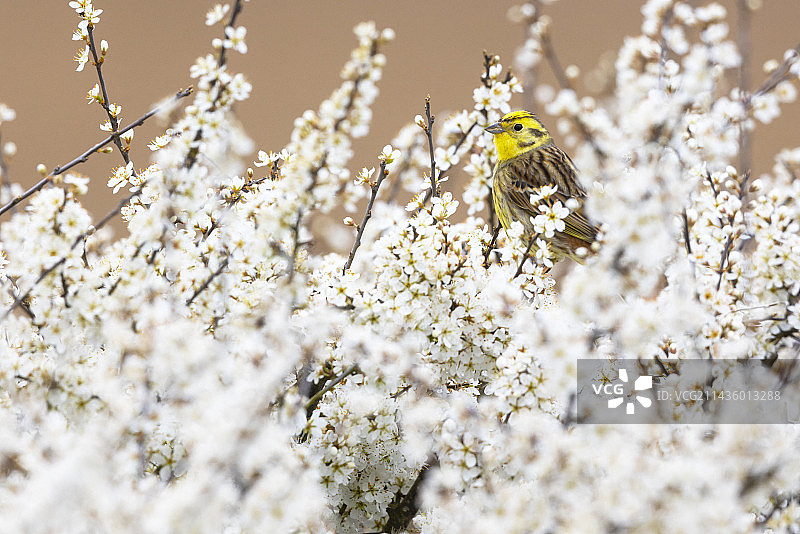 黄雀栖息在花丛中（英格兰）图片素材